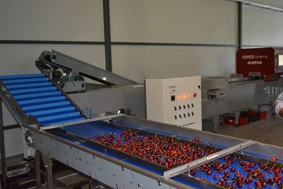 Linie de sortare-calibrare și ambalare pentru cireșe