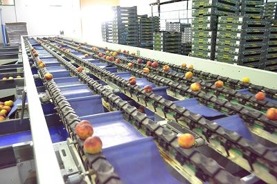 Linie de sortare, calibrare și ambalare pentru piersici și nectarine
